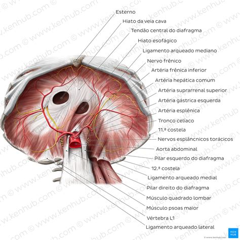 Diafragma Anatomia Fun O Aberturas Inerva O Kenhub