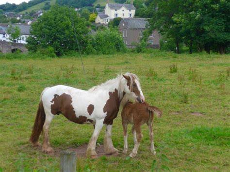 70 Clydesdale Mare And Colt Horse Stock Photos Pictures And Royalty
