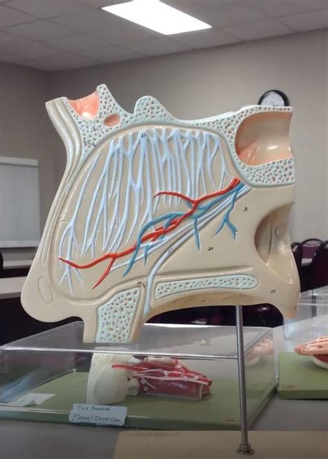 nasal cavity Diagram | Quizlet