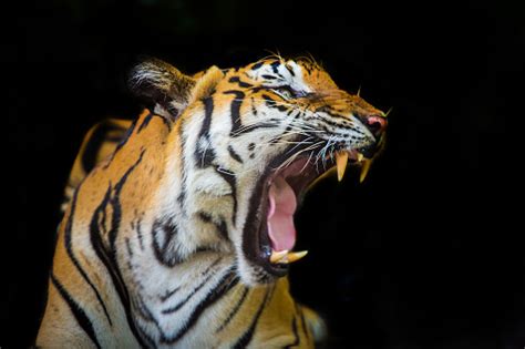 Tiger Roar Pictures | Download Free Images on Unsplash