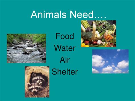 Food Water Shelter Basic Needs