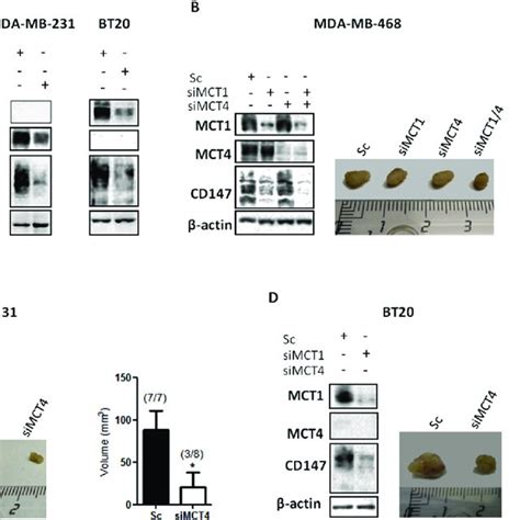 Mct Knockdown Impairs Glycolytic Metabolism And Cell Proliferation A