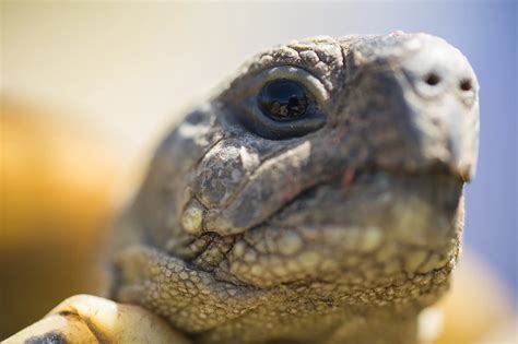 Tortugas Terrestres Características Especies Hábitat Amenazas