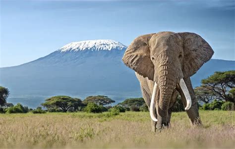 Wallpaper Nature View Elephant Mountain Beauty Africa Landscape