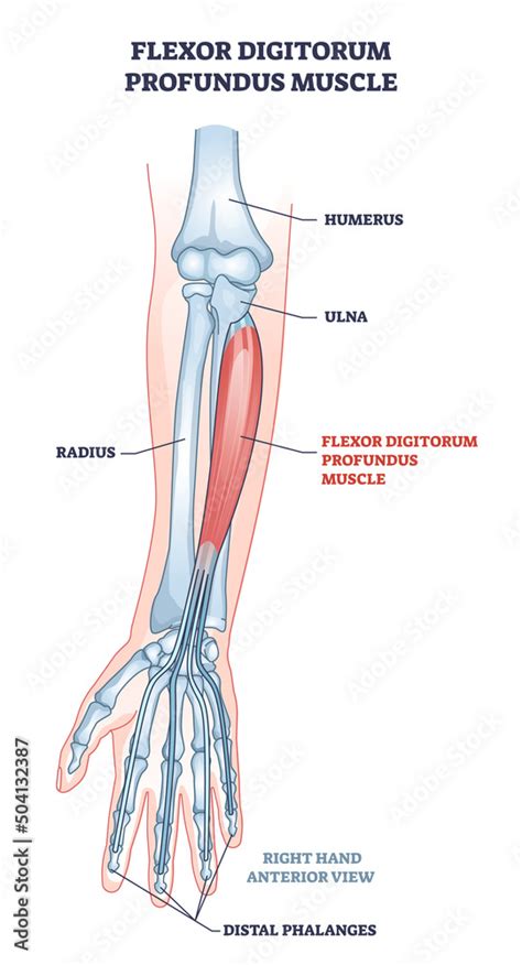 Stockvektorbilden Flexor Digitorum Profundus Muscle And Human Arm Bones