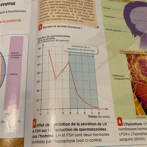 2 Décrivez l évolution du nombre de spermatozoïdes au cours de l ex