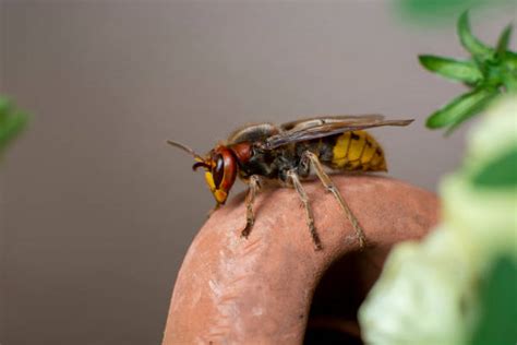 390+ Hornets Venom Stock Photos, Pictures & Royalty-Free Images - iStock