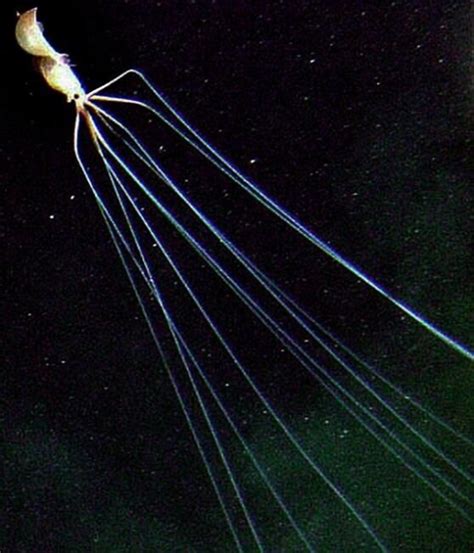 Magnapinna Bigfin Squid — род глубоководных кальмаров из подотряда