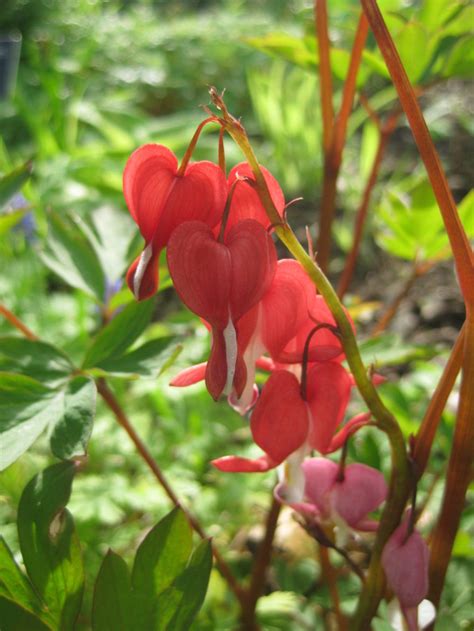 Valentine S Day Appropriate Rotary Botanical Gardens