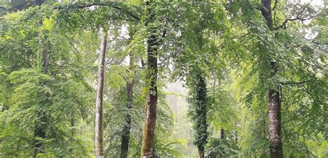 Bayeux Histoire de la forêt de Cerisy