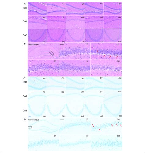 Representative Photomicrographs Demonstrating Histopathological