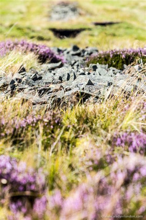 Heather In The Scottish Borders Scottish Heather Great Scot Mount