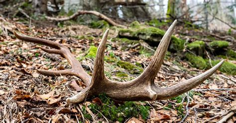 Shed Antlers When To Look How To Find Them Quickly World Deer