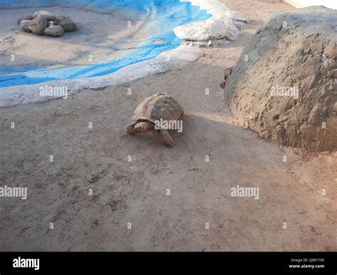 A Giant Tortoise In The Zoo With Water And Sand Stock Photo Alamy