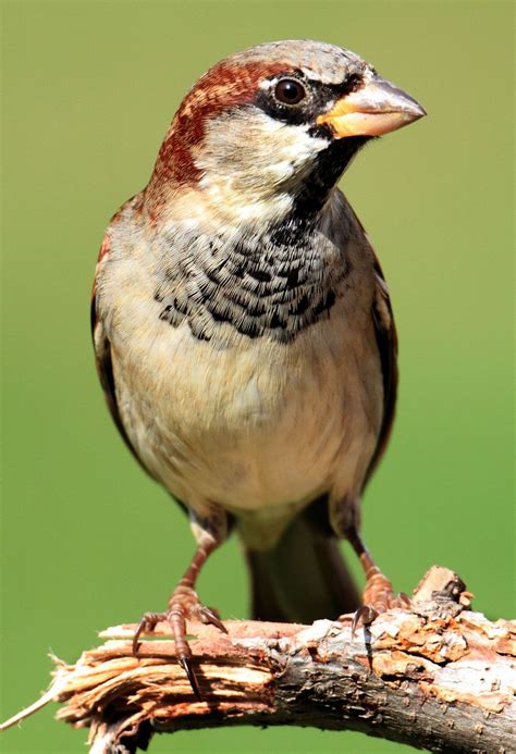 Sparrow Songbird Passerine Urban Bird Britannica