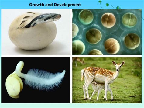 Ppt Biology Powerpoint Presentation Free Download Id 5242198