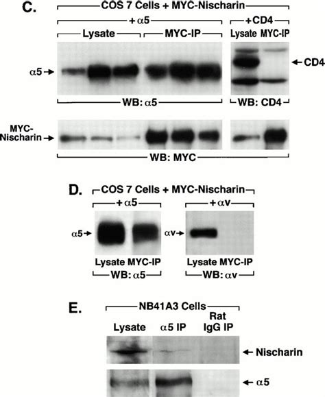 Nischarin A Novel Protein That Interacts With The Integrin Alpha5