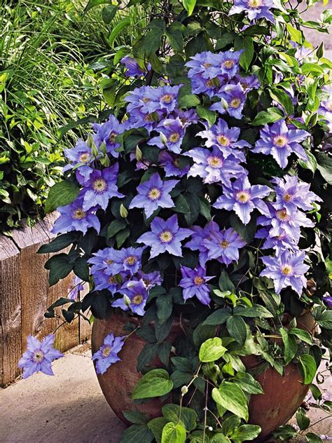 Clematis Für Garten Oder Balkon Trepadeiras Floridas Trepadeiras