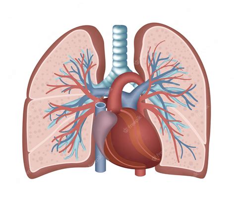 Anatomia Do Pulmão E Do Coração Vetor Premium