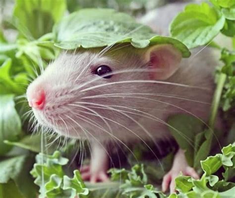 Top 550+ Best Names for Pet Rats - The Ultimate Rat Name List | PetPress