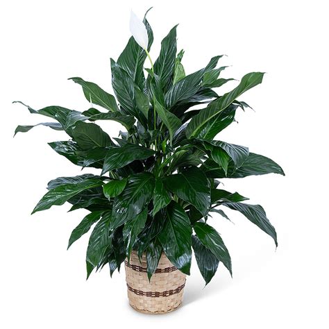 Medium Peace Lily Plant Flower Delivery Ottawa Il Blythe Flowers