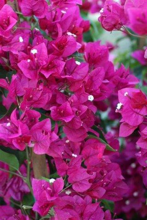 Bougainvillea 'Purple Queen' (Purple) - Devil Mountain Wholesale Nursery