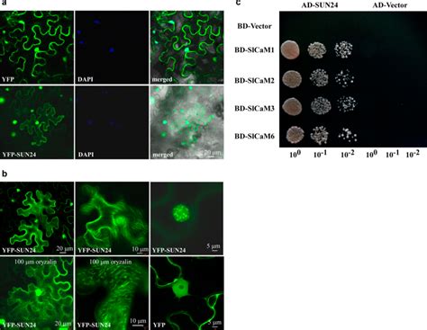 Subcellular Localization Of Yfp Sun And Yeast Two Hybrid Assay Of