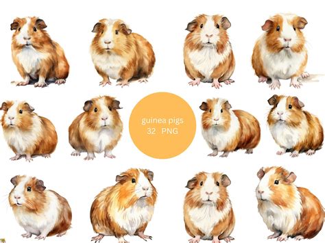 32 Guinea Pigs Watercolor Clipart Pets Clipart Png Individual Images