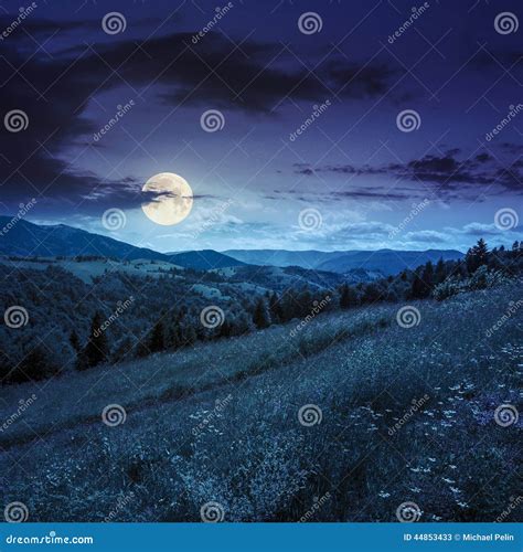 Coniferous Forest On A Mountain Slope At Night Stock Image Image Of