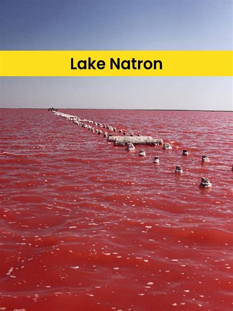 The Reality Of Tanzanias Red Lake Lake Natron