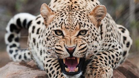 4596125 Leopard Animals Jaguar Nature Jaguars Big Cats Teeth
