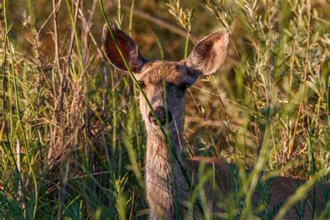 Wildlife Bonanza - Sacramento Valley