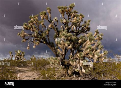 Joshua trees, Yucca brevifolia, growing in the Mojave desert in north ...