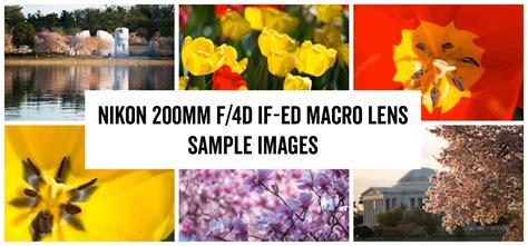 Nikon AF 200mm f4D IF-ED Macro Sample Images - Real-World Examples