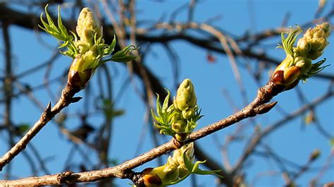 4 Facts About Tree Buds More Than Budding In Spring Jakes Nature Blog