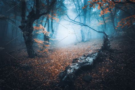 Mystical forest in blue fog. Autumn | High-Quality Nature Stock Photos ...