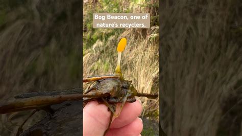 Bog Beacon Recycles Rotting Vegetation For Other Plants To Feed On