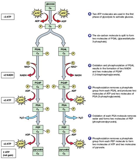 Reactants and products of 10 steps of glycolysis pathway (Embden–Meyerhof pathway) - Living life ...