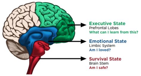 Triune Brain - Anna-Thea's Divine Feminine Education