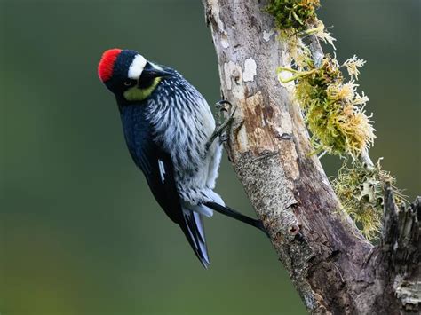 Acorn Woodpecker Bird Facts (Melanerpes formicivorus) | Birdfact