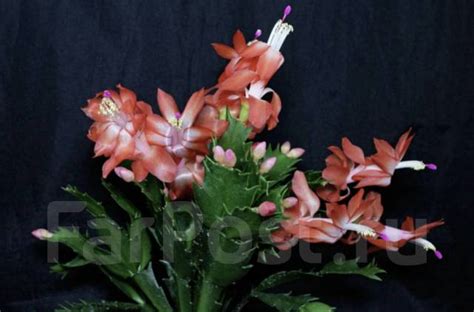 Шлюмбергера (декабрист ), в наличии. Цена: 350₽ во Владивостоке