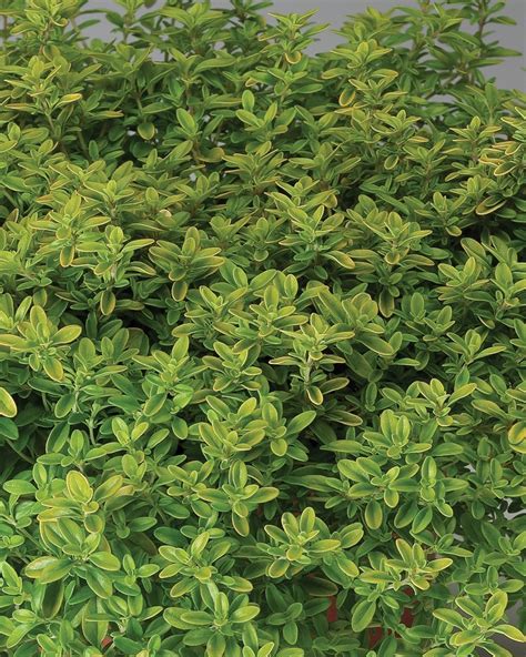 Thymus Citriodorus ‘gold Lemon James Greenhouses Perennial Plugs