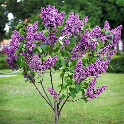 15 Syringa 'Penda' BLOOMERANG Dwarf Bonsai Seeds | Etsy