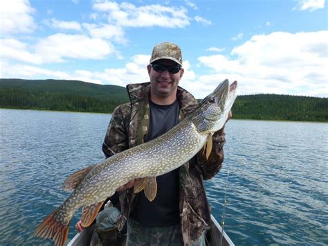 The Best Time To Catch Northern Pike Grizzly Creek Lodge