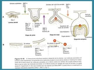 Amelog Nesis Y Dentinog Nesis Imperfecta C Caso Clinico Ppt