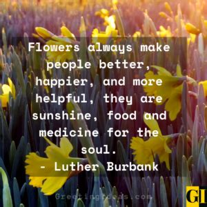 Lovely And Beautiful Daffodil Quotes And Sayings