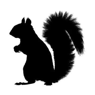 Silhouette Of Squirrel Illustration Squirrel Psd Squirrel Vector