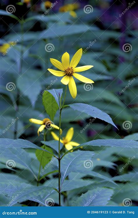 Thin-leaved Sunflower 605160 Stock Image - Image of sunflower, illinois ...