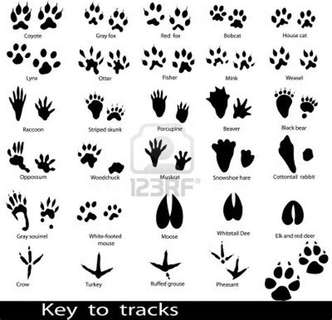 footprints animal - Google Search Animal Footprints, Animal Tracks ...