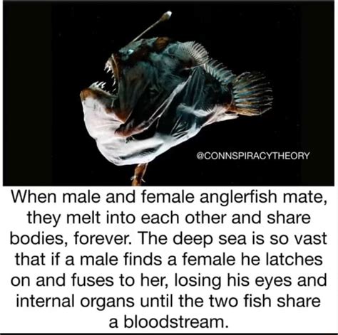 Connspiracytheory When Male And Female Anglerfish Mate They Melt Into